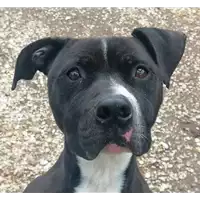Foto dell\'animale cane - Matr. 2018/1165 - Microchip 380260042819528