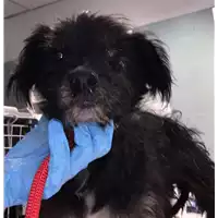Foto dell\'animale cane - Matr. 2018/1167 - Microchip 380260042819791