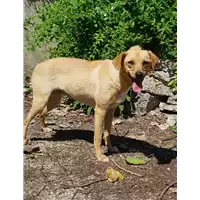 Foto dell\'animale cane - Matr. 2018/0191 - Microchip 380260043286923