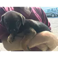 Foto dell\'animale cane - Matr. 2018/1172 - Microchip 380260043500976