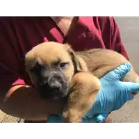 Foto dell\'animale cane - Matr. 2018/1176 - Microchip 380260043499998