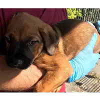 Foto dell\'animale cane - Matr. 2018/1177 - Microchip 380260043500386