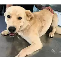 Foto dell\'animale cane - Matr. 2018/1179 - Microchip 380260043499751