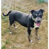 Foto dell\'animale cane - Matr. 2018/1181 - Microchip 380260043524163