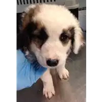 Foto dell\'animale cane - Matr. 2018/1194 - Microchip 380260043524332