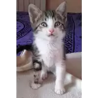Foto dell\'animale gatto - Matr. 2018/1246 - Microchip 