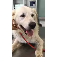 Foto dell\'animale cane - Matr. 2018/1249 - Microchip 380260042816410