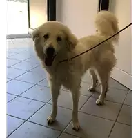 Foto dell\'animale cane - Matr. 2018/1250 - Microchip 380260042819959