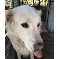 Foto dell\'animale cane - Matr. 2018/1251 - Microchip 380260000782931