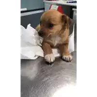 Foto dell\'animale cane - Matr. 2018/1253 - Microchip 380260042815977