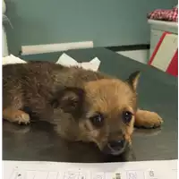 Foto dell\'animale cane - Matr. 2018/1254 - Microchip 380260042816284
