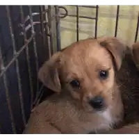 Foto dell\'animale cane - Matr. 2018/1255 - Microchip 380260042820422
