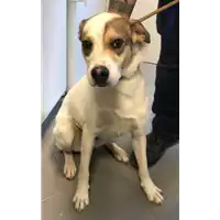 Foto dell\'animale cane - Matr. 2018/1256 - Microchip 380260042815530