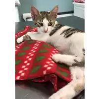 Foto dell\'animale gatto - Matr. 2018/1257 - Microchip 380260042820326