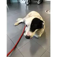 Foto dell\'animale cane - Matr. 2018/1259 - Microchip 380260002227761