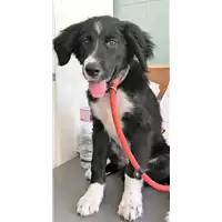 Foto dell\'animale cane - Matr. 2018/1261 - Microchip 380260042819431
