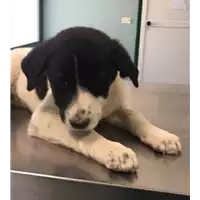 Foto dell\'animale cane - Matr. 2018/1262 - Microchip 380260042819757
