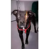 Foto dell\'animale cane - Matr. 2016/2233 - Microchip 380260042816074