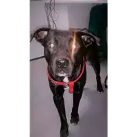 Foto dell\'animale cane - Matr. 2016/2233 - Microchip 380260042816074