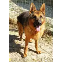 Foto dell\'animale cane - Matr. 2018/1282 - Microchip 380260100598707
