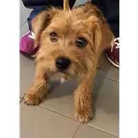 Foto dell\'animale cane - Matr. 2018/1284 - Microchip 380260042819484