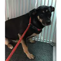Foto dell\'animale cane - Matr. 2018/1285 - Microchip 380260043149809