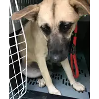 Foto dell\'animale cane - Matr. 2018/1286 - Microchip 380260043149879