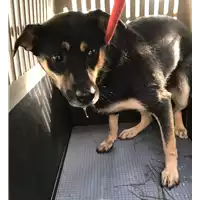 Foto dell\'animale cane - Matr. 2018/1287 - Microchip 380260043150308