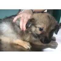 Foto dell\'animale cane - Matr. 2018/1290 - Microchip 380260043524032