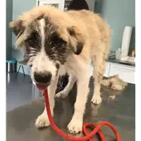 Foto dell\'animale cane - Matr. 2018/1292 - Microchip 380260042815971