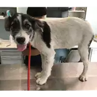 Foto dell\'animale cane - Matr. 2018/1293 - Microchip 380260042820194
