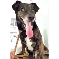 Foto dell\'animale cane - Matr. 2018/1294 - Microchip 380260042820425
