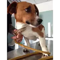 Foto dell\'animale cane - Matr. 2018/1295 - Microchip 380260042819820
