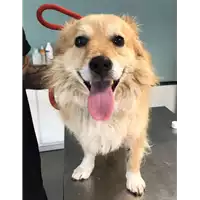Foto dell\'animale cane - Matr. 2018/1296 - Microchip 380260042815983
