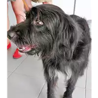 Foto dell\'animale cane - Matr. 2018/1298 - Microchip 380260042828262