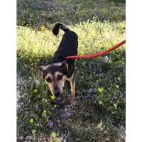 cane - Matr. 2018/1301 - Microchip 380260042814631