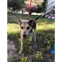 Foto dell\'animale cane - Matr. 2018/1300 - Microchip 380260042819554