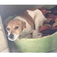 Foto dell\'animale cane - Matr. 2017/0125 - Microchip 380260042880851