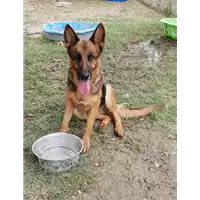 Foto dell\'animale cane - Matr. 2018/1308 - Microchip 380260000668265
