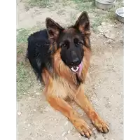 Foto dell\'animale cane - Matr. 2018/1309 - Microchip 380260101044932