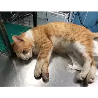 Foto dell\'animale gatto - Matr. 2018/1312 - Microchip 380260042860183