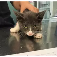 Foto dell\'animale gatto - Matr. 2018/1316 - Microchip 380260042815742