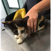 Foto dell\'animale gatto - Matr. 2018/1317 - Microchip 380260042815727