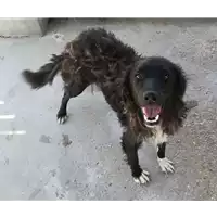 Foto dell\'animale cane - Matr. 2018/1321 - Microchip 380260042820224