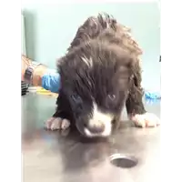 Foto dell\'animale cane - Matr. 2018/1322 - Microchip 380260042816264