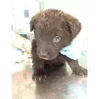 Foto dell\'animale cane - Matr. 2018/1323 - Microchip 380260042815879