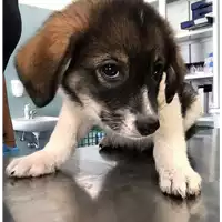 Foto dell\'animale cane - Matr. 2018/1331 - Microchip 380260042820309