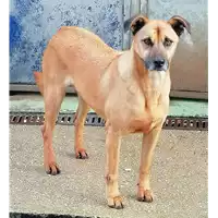 Foto dell\'animale cane - Matr. 2018/1330 - Microchip 380260042819975