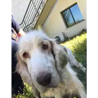 Foto dell\'animale cane - Matr. 2018/1329 - Microchip 380260042815516