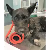 Foto dell\'animale cane - Matr. 2018/1332 - Microchip 380260042820125
